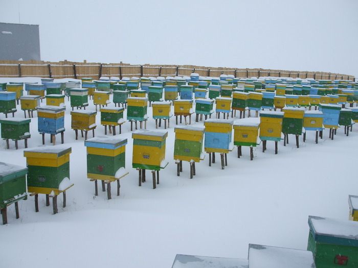 DSCF1755 - stupina  incepand cu 2008