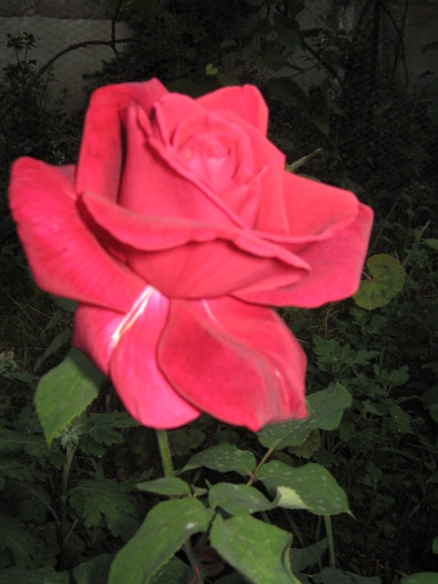 trandafir - flori din gradina 2009