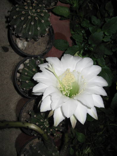 Cactus - FLORI GRADINA PROPRIE