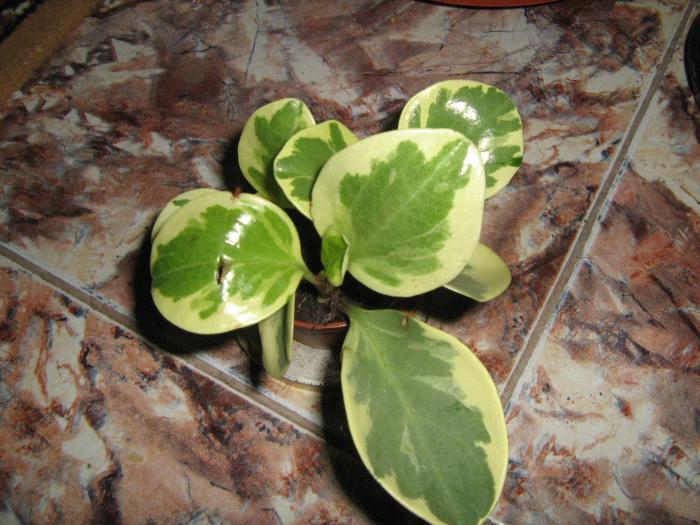peperomia - floricele