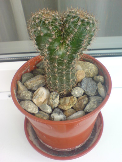 DSC02490 - Cactusi