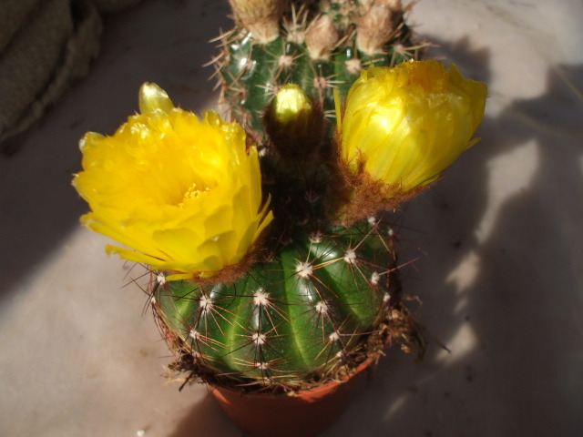 Picture 170 - cactusii mei