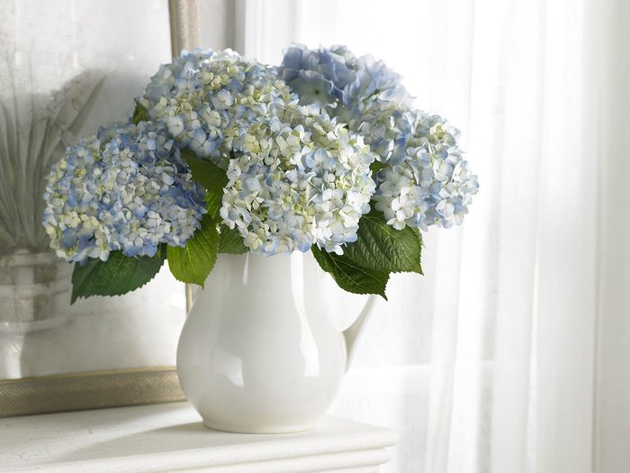 Hydrangea Arrangement
