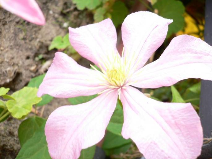 Clematis Comtese de Bouchaud