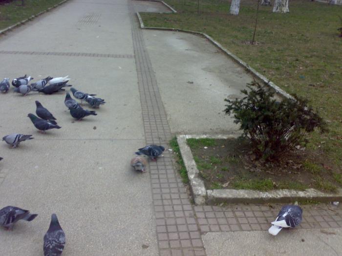 170220091805 - 18a Constanta 1