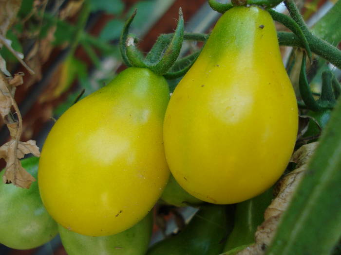 Tomato Yellow Pear (2009, July 28)