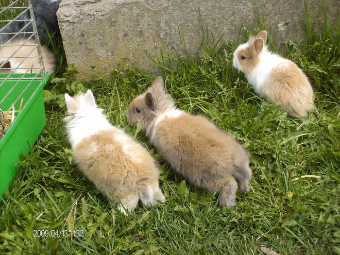HPIM1000 - Poze  iepuri Paste