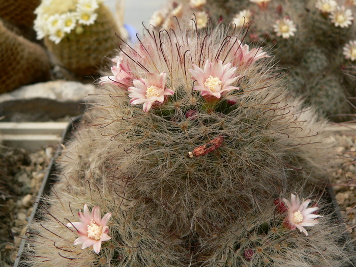 mammillaria_bocasana - genul Mammillaria