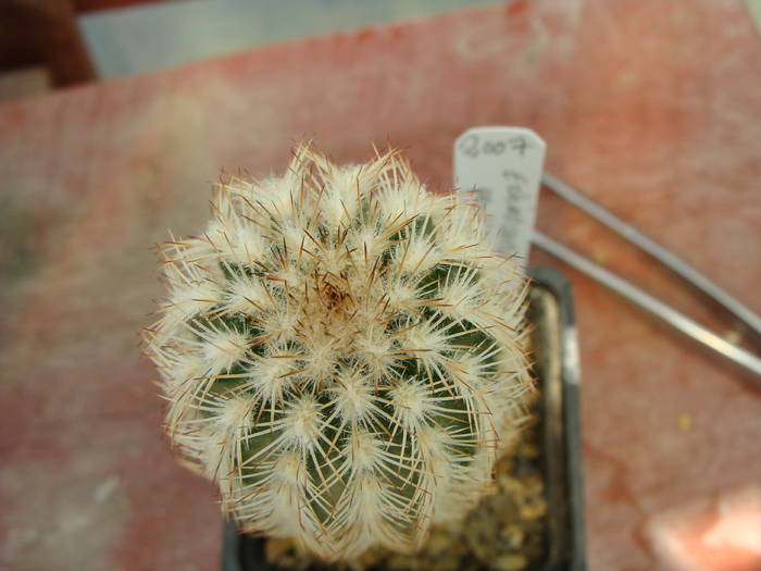 E.pectinatus