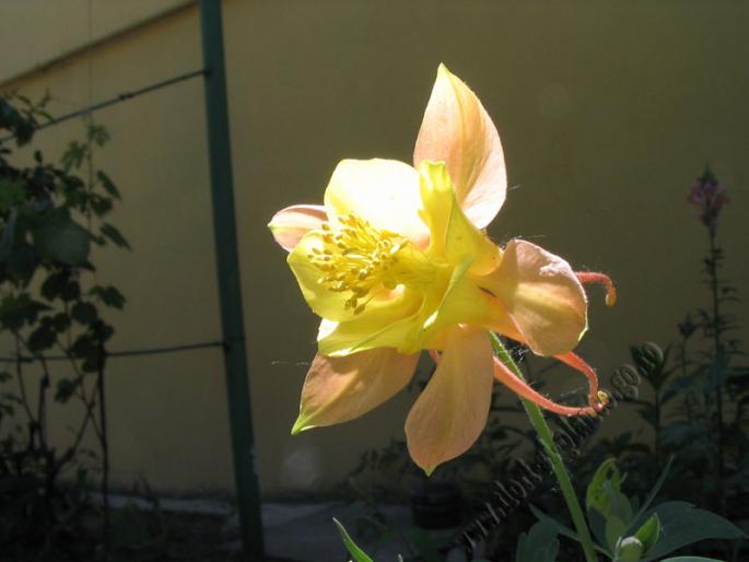 Aquilegia galben