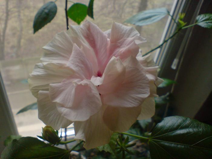 Hibiscus roz - Hibiscus 2009