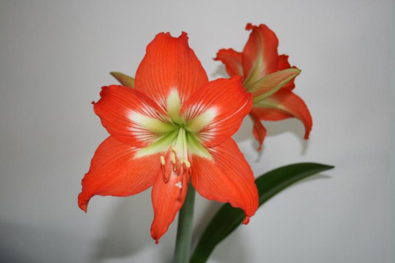 hippeastrum - plante 2007