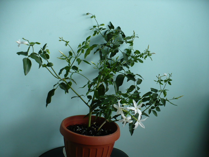 P1150992 - Iasomie de camera - Jasminum