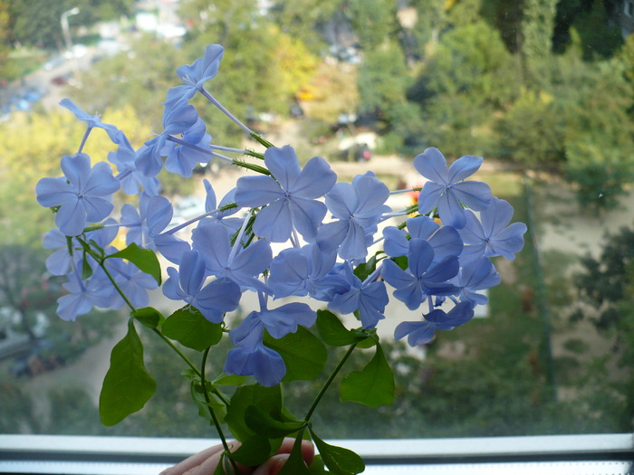 P1160451 - PLUMBAGO