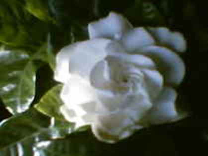 Gardenia; Cumparata, 2009
