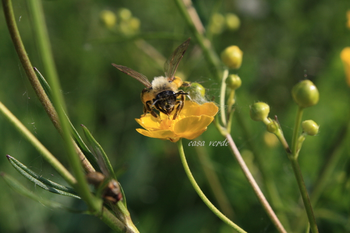 IMG_4388.1 - frumuseti salbatice