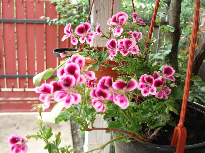 DSC09357