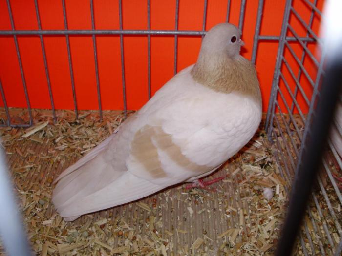 00875 arab 0 - 1505 partea 5