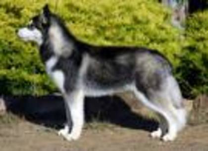 ete nene - caini husky