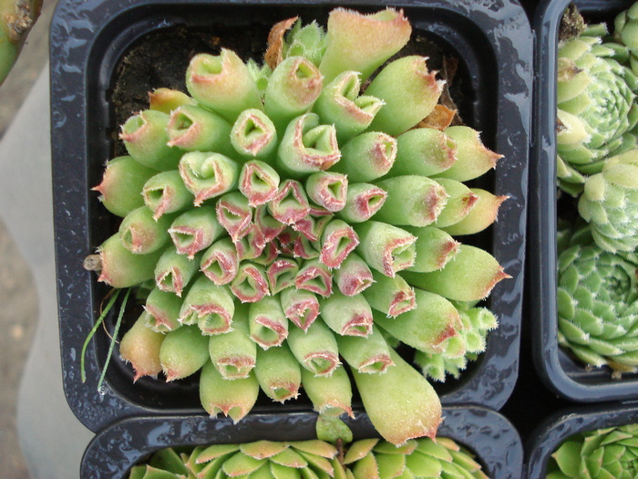 148 - Sempervivum