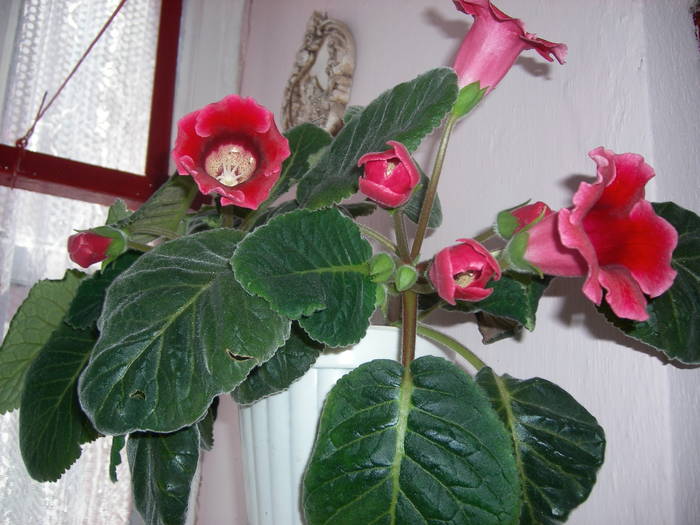 Gloxinie rosie
