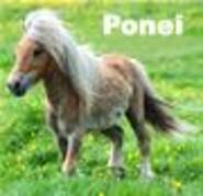 ponei