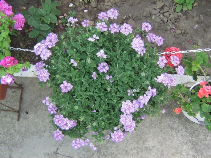 verbena