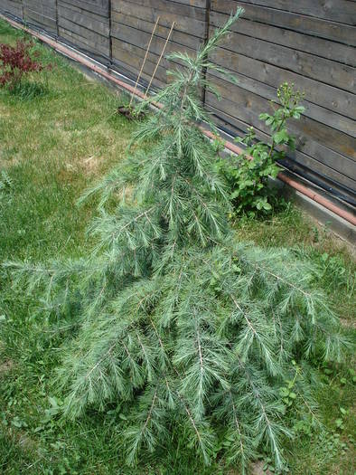 Cedrus deodara (2009, May 24) - Cedrus deodara 2007