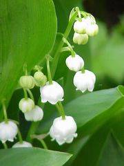 180px-convallaria_majalis0 - Flori