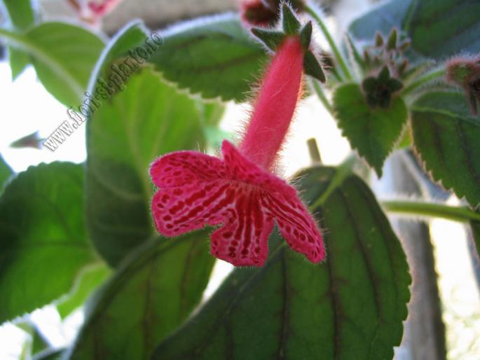 Kohleria Tane 8
