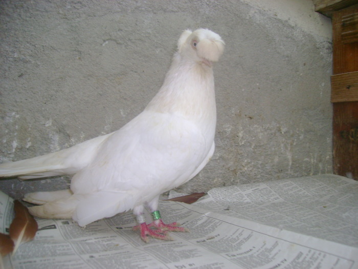 pozedecembrie 2009 153 - poze decembrie 2009