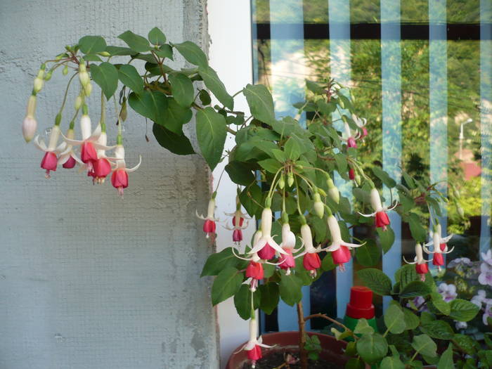 30-07-2009 072 - Flori