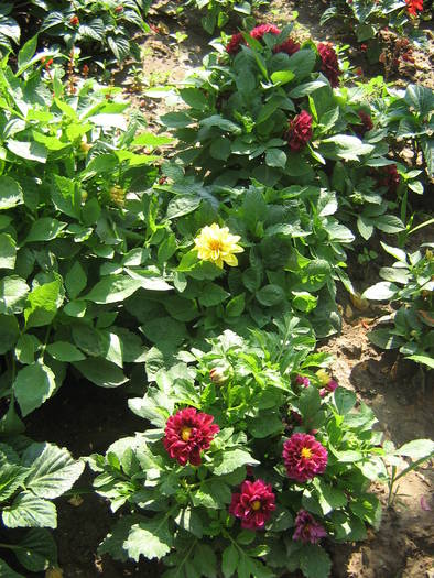 dalii pitice - flori de gradina 2009