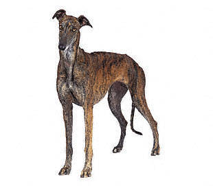 greyhound - Sight Hounds