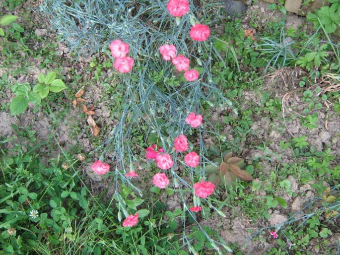 garofite - floricele