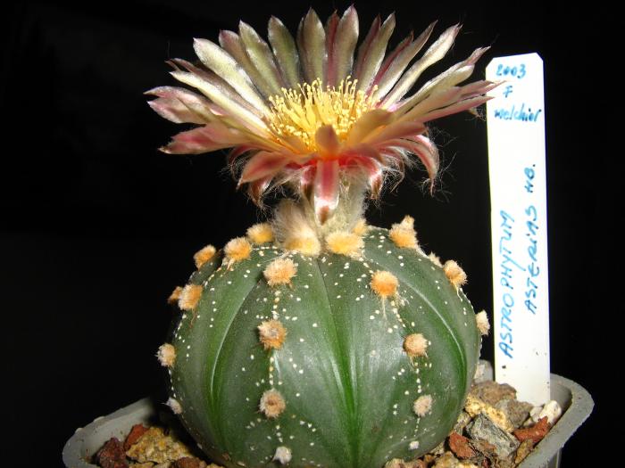 Astro.asterias hb.-floare