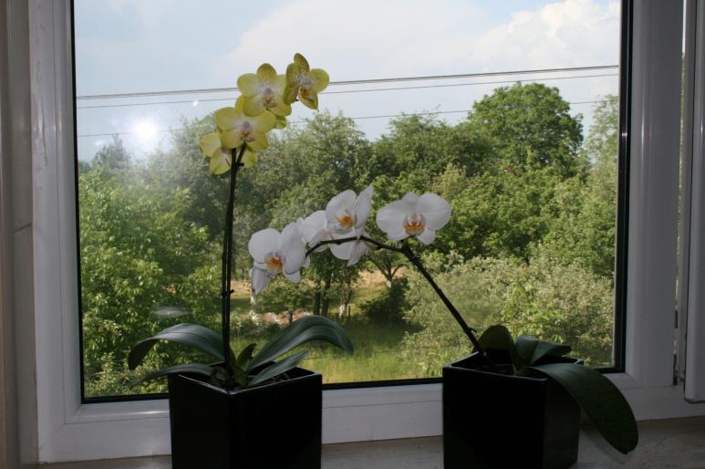 phalaenopsis - plante 2007