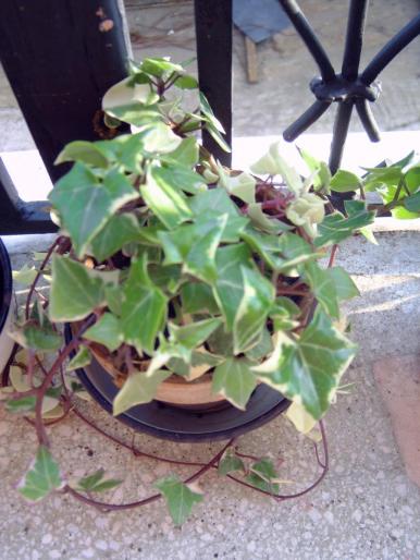 iedera - Plantele mamei