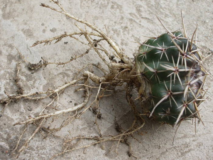 Notocactus submammulosus - Radacini - cactusi si suculente