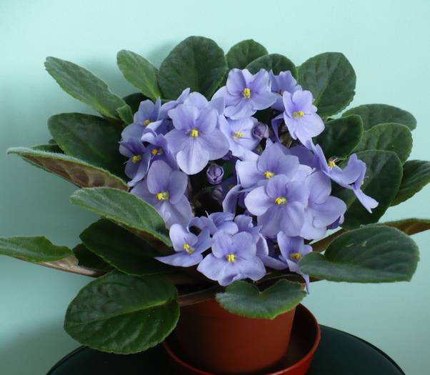 P1120769 - Saintpaulia - violete de camera