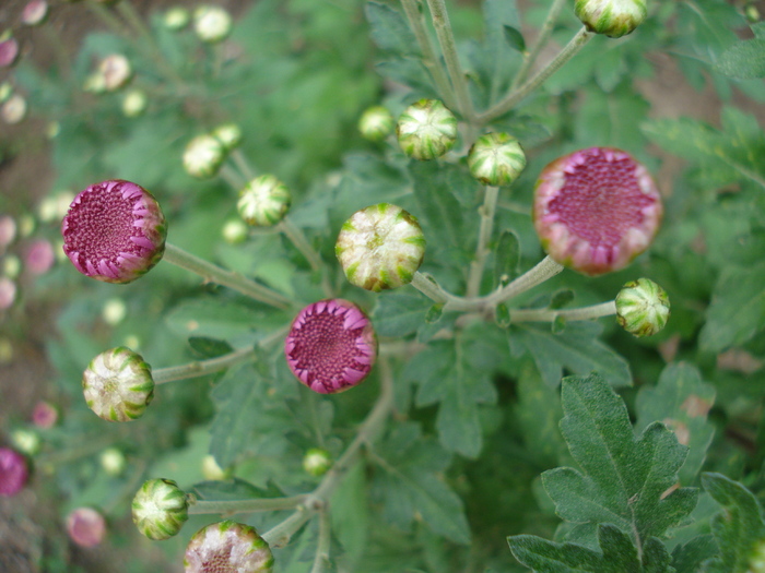 Purple Chrysanths (2009, Oct.10) - 10 Garden in October