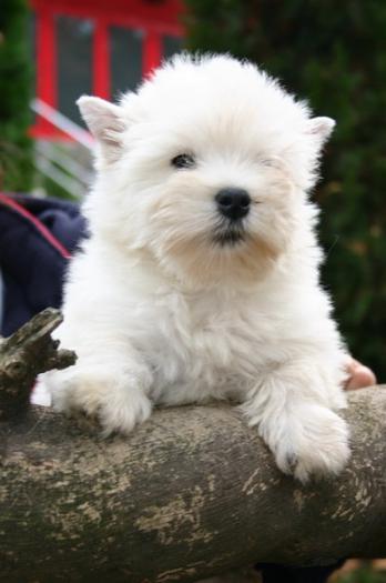 Picture 094 - West highland white terrier-Cezar