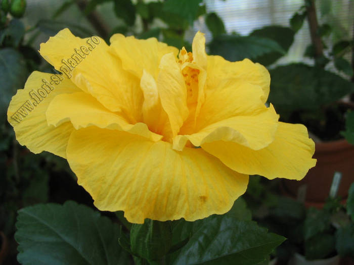 Hibiscus Carmel 2 - Hibiscus