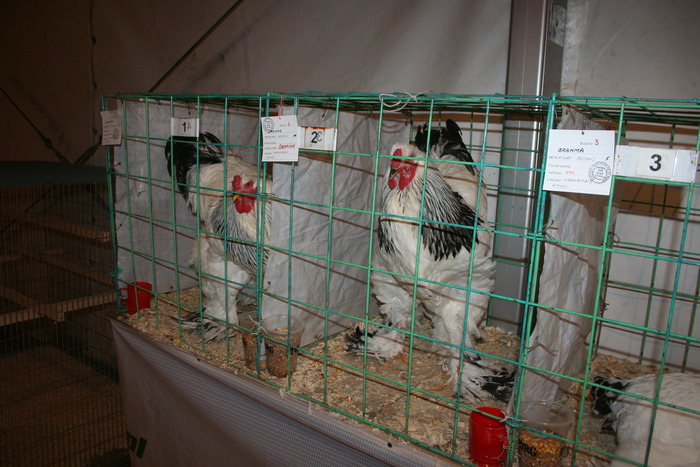 EXPO-PAS Suceava 2009