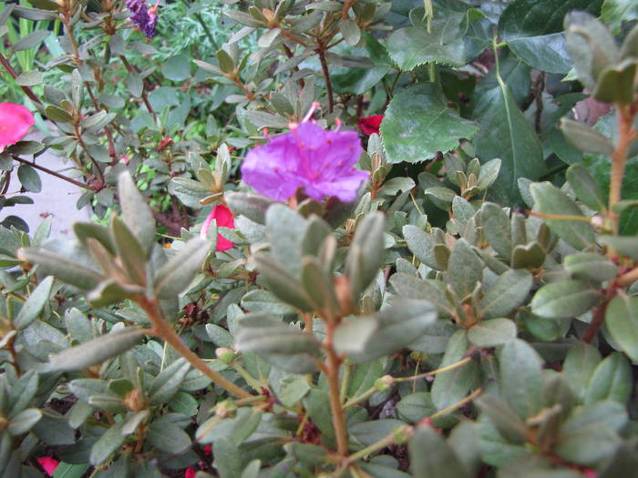 Rhododendron Blue Silver 12 aug 2009 - rhododendron