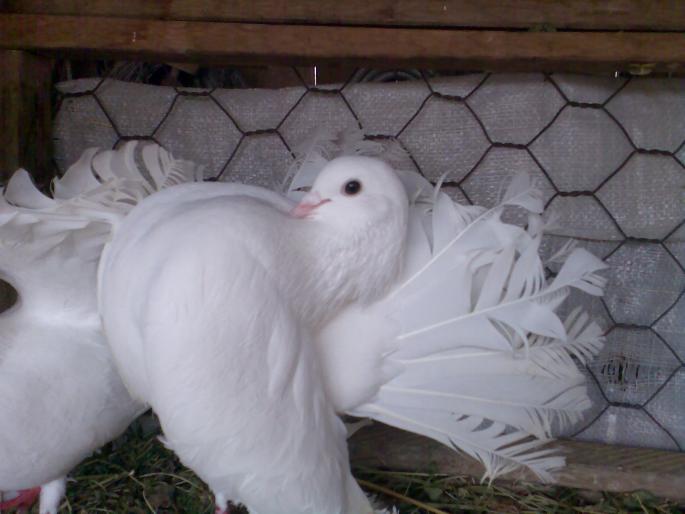 mascul; mascul voltat
