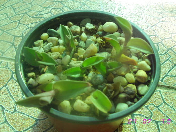 Tradescantia Navicularis - Suculente