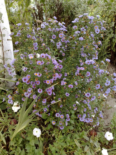 aster - FLORI IN GRADINA