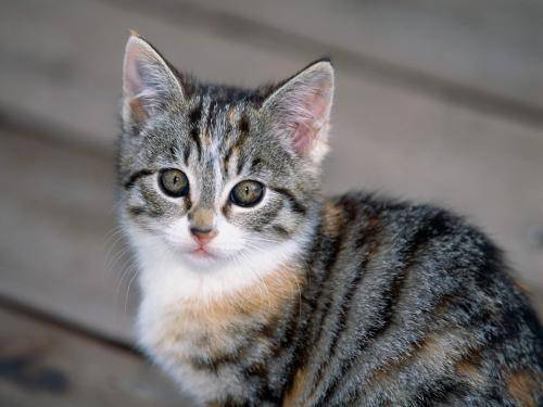 Tabby Kitten Poze Pisici Imagini Pisicute Wallpapers - pisici