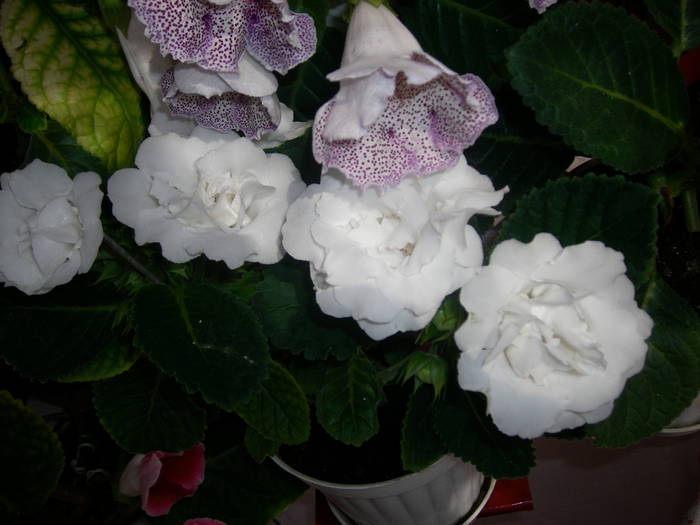 Flori 2009 010